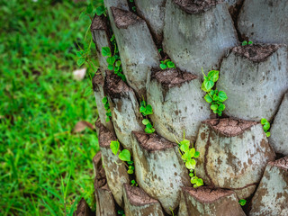 the trunk of a oil palm tree with new green leaf. A surface of cut palm.