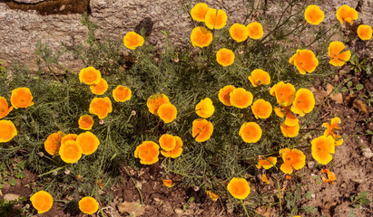 California Poppy detail (Eschscholzia californica). Botanical Garden, KIT Karlsruhe, Germany, Europe.