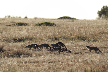 Banded mongoose family, Masai Mara National Park, Kenya.
