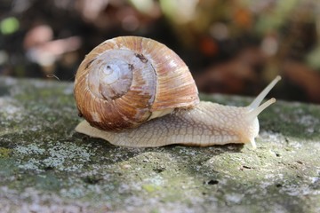 Schnecke auf Reisen