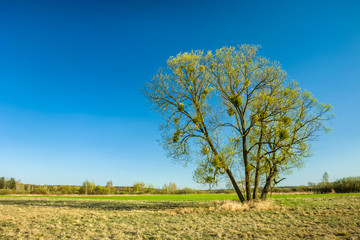 Fototapeta na wymiar Huge spring tree on the meadow and the clear sky