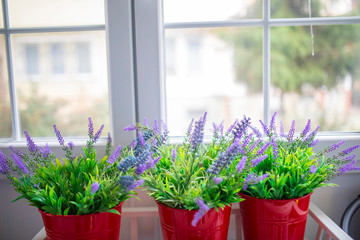 Beautiful home flowers front of the window