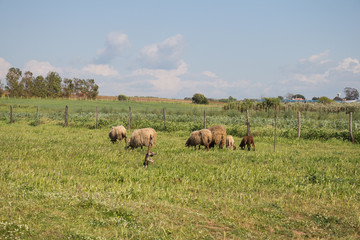 Dirty sheeps are grazing on a farm.