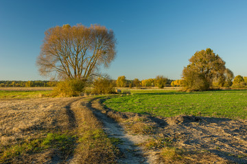 Rural road through fields and autumn trees, horizon and sky