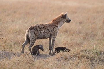 Spotted hyena mom with her black cubs, Masai Mara National Park, Kenya.