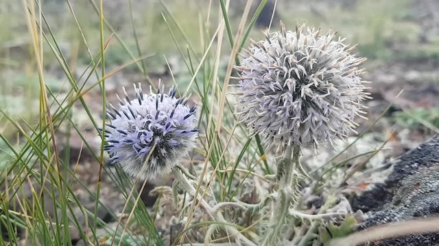 Round blue flowers Echinops adenocaulos in the steppe. The wind stirs the petals of the plant