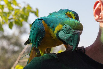 Parrot sitting on shoulder. Blue-and-yellow macaw, Ara ararauna.