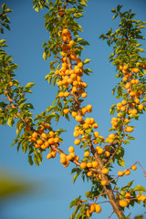 Ripe Apricot on a branch in the garden