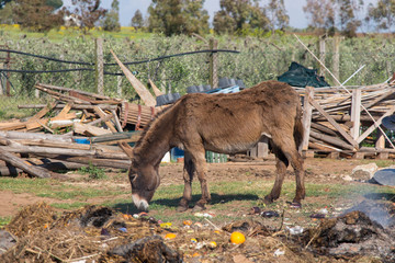 Donkey is feeding on a farm in a sunny day.