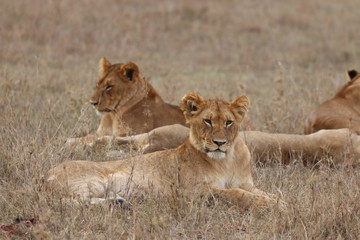 Naklejka na ściany i meble Lionesses resting, Masai Mara National Park, Kenya.