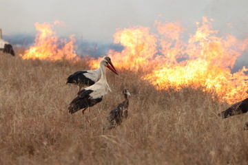 Birds looking for insects while the savannah is burning, Masai Mara National Park, Kenya.