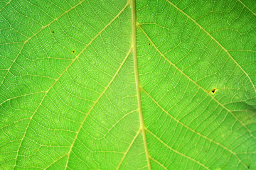 Walnut leaves under the sun light macro. Leaves texture background.