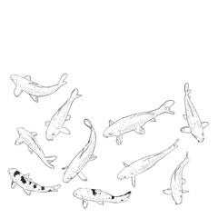 Koi carp nishikigoi literally brocaded carp. colored varieties of Common carp that are kept in outdoor koi ponds water gardens. black outline on white background sketch doodle. Vector