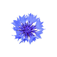 Beautiful blue cornflower isolated on a white background