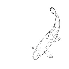 Koi carp nishikigoi literally brocaded carp. colored varieties of Common carp that are kept in outdoor koi ponds water gardens. black outline on white background sketch doodle. Vector