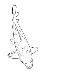 Koi carp nishikigoi literally brocaded carp. colored varieties of Common carp that are kept in outdoor koi ponds water gardens. black outline on white background sketch doodle. Vector
