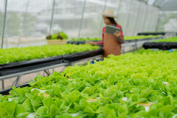Hydroponics method of growing plants vegetables salad farm in water,Agriculture for health Concept