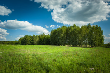Fototapeta na wymiar Green field, trees and white clouds on a sky