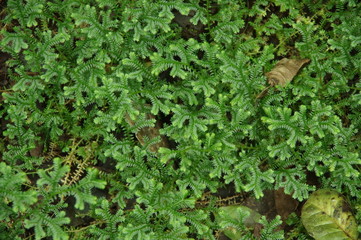 植物