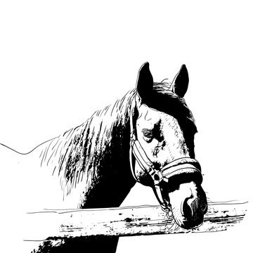 horse portrait, bridle on head, snaffle headband isolated black color on white background. sketch, outline, draft drawing, Image for design and tattoo. Vector