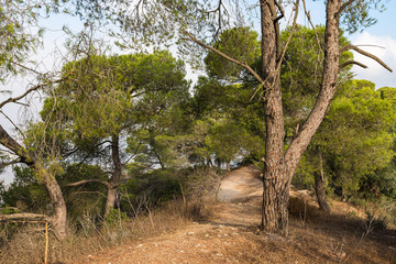 Fototapeta premium Path in the forest on Mount Tavor near the Christian Temple of the Transfiguration near Nazareth in Israel