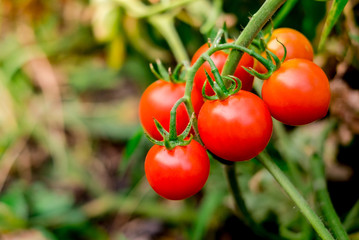 Ripe red tomatoes are on the green foliage background, hanging on the vine of a tomato tree in the garden.
