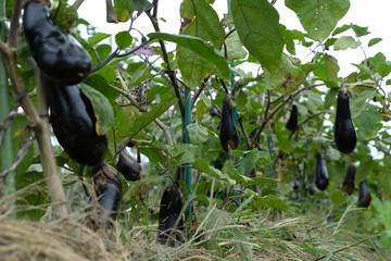 ナス畑