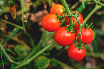 Ripe red tomatoes are on the green foliage background, hanging on the vine of a tomato tree in the garden.