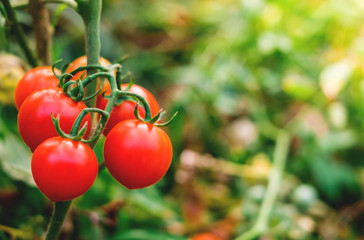 Ripe red tomatoes are on the green foliage background, hanging on the vine of a tomato tree in the garden.