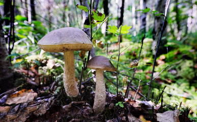 Mushrooms in the forest