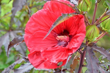 Magnifique fleur d'Hibiscus rouge