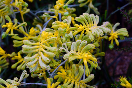 Kangaroo Paw flower plant (Anigozanthos)