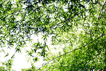 Bamboo leaves isolated on white background