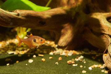 serpae tetra (Hyphessobrycon eques)
