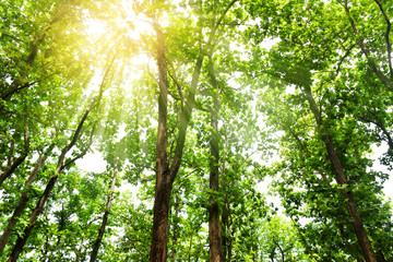Green trees in forest beautiful landscape