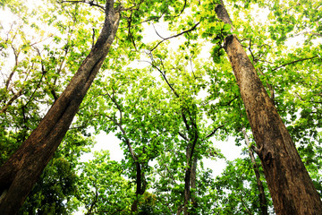 Green trees in forest beautiful landscape