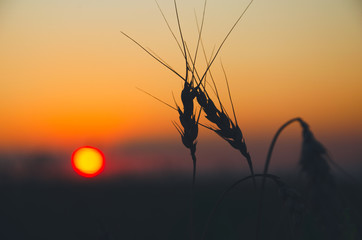 Naklejka premium sunset in the field