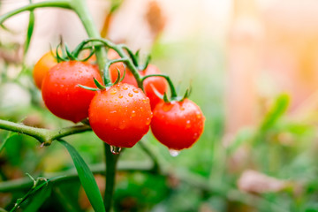 Ripe red tomatoes are on the green foliage background, hanging on the vine of a tomato tree in the garden.
