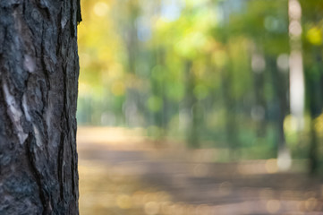 Fototapeta premium Autumn background in defocus, background for text on an autumn theme