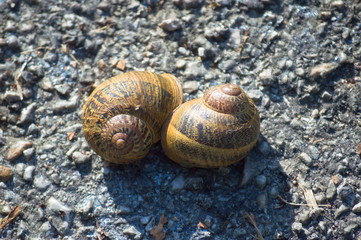 Close-up of a couple of snail together on the ground