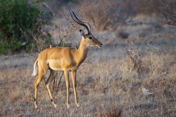 Grant-Gazelle Tsavo East National Park Kenia Afrika