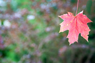 Autumn background in defocus,  Red maple leaf in the foreground , background for text on an autumn theme
