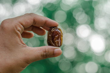 Date Palm in hand man  