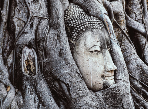 Head of Buddha statue in the tree roots at Wat Maha That temple.in Ayutthaya, Thailand