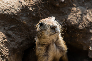 prairie dog looks out of tunnel, prairie dog looks out