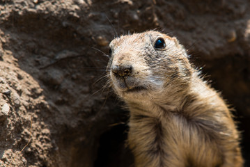 prairie dog looks out of tunnel, prairie dog looks out