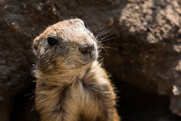 prairie dog looks out of tunnel, prairie dog looks out