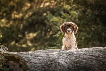 perro de agua espanol spanischer wasserhund
