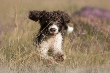 perro de agua espanol spanischer wasserhund