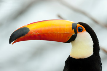 Beautiful close-up of Toucan, Toucans are members of the Neotropical bird near the Ramphastidae passerine family. Defocused white background.